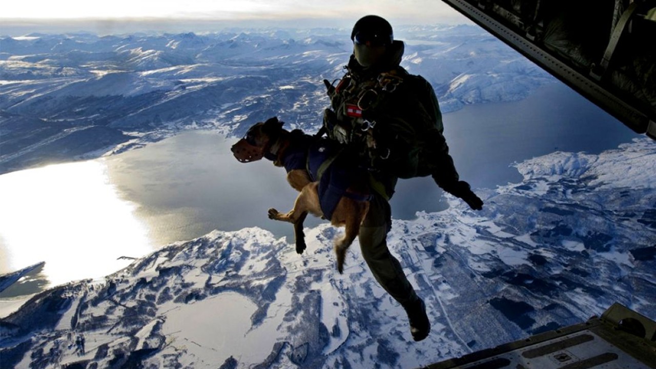 navy-seal-dogs