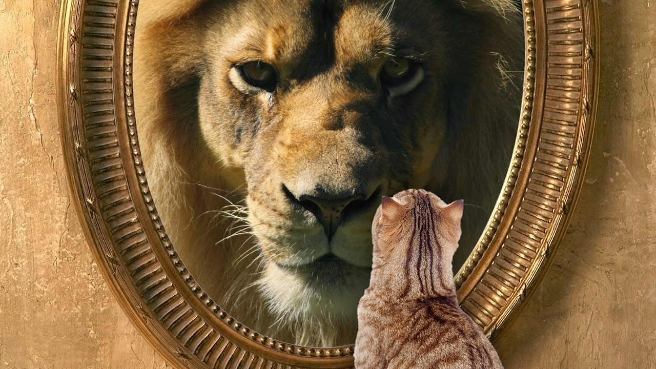 cat-looking-in-mirror-sees-lion